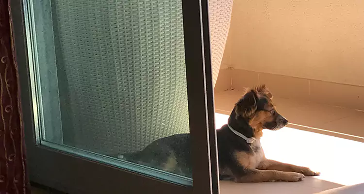 French Door Pet Screen Repair in Dunedin, FL